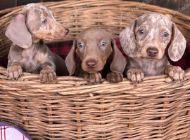 Miniature dachshund