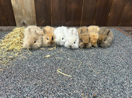 Baby bunnies