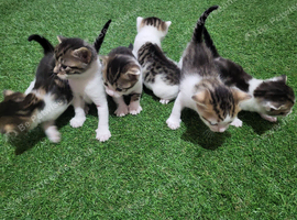 Kittens