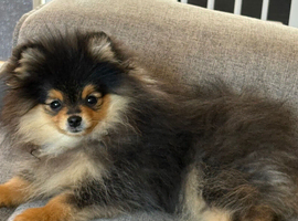 Rkc Pomeranian Puppy for sale