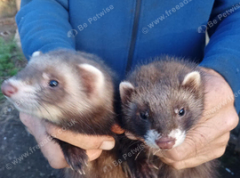 Ferrets