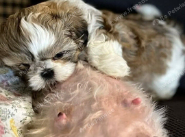 One male shih tzu puppy