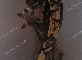 Male Crested Gecko