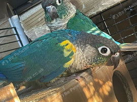 1 bonded pair of conures