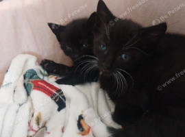 Kittens