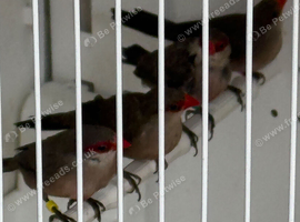 St Helena waxbill