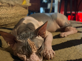 Sphinx