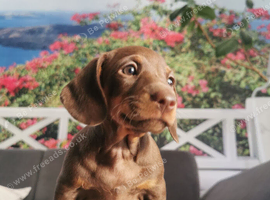 Miniature dachshund