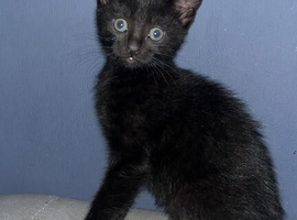 Black kittes