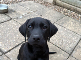 * 1 left * kc registered Labrador puppies