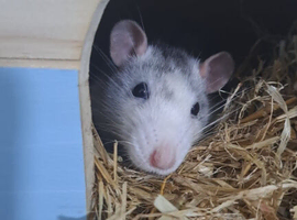 Rat and cage