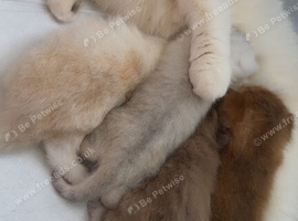 2 British Shorthair and 2 British Longhair kittens available
