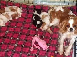 Beautiful blenheim pups