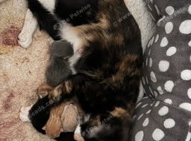 Black kitten needs her forever home