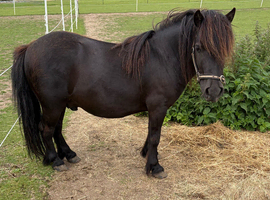 Registered standard gelding