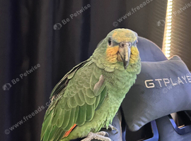 Funny Amazon With &pound;350 cage