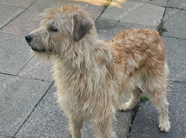 Deerhound cross