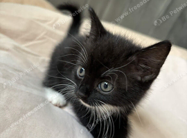 1 female kitten for sale. (MOTHER IS A OUTSIDE CAT)