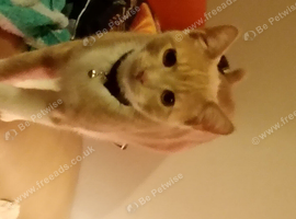 Male kitten