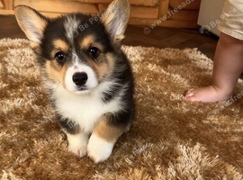 Kc Pembroke corgi puppies
