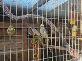Adult cocktails for sale