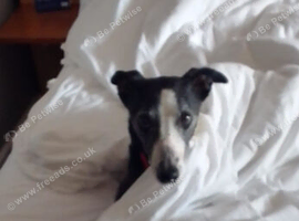 Greyhound