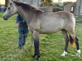Connemara x TB 2025 Filly.