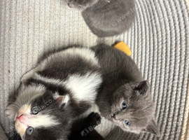 Beautiful kittens