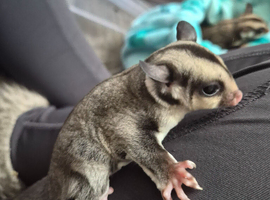 Male grey sugar glider ready on 6th june