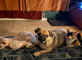 Pug female
