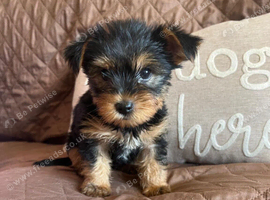 Male Yorkshire Terrier Pup