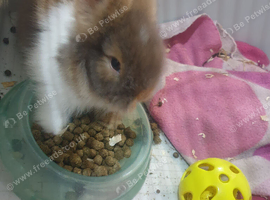 Female lionhead rabbit