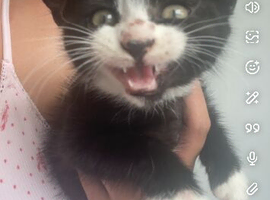 KITTENS FOR SALE