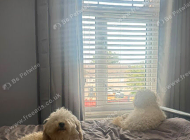 Two Male Toy Poodles