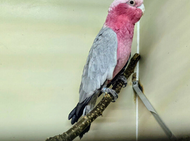 Galah Cockatoo Female