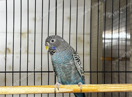 4 pairs of Black face budgies