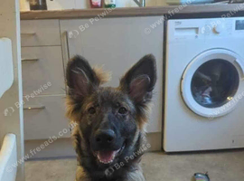 3 male puppies for sale