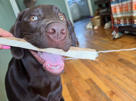 2 Years Old Male Labrador Retriever