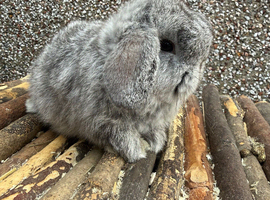 Top quality BRC mini lop