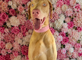 Cream white pink Doberman stud
