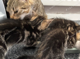 4 beautiful kittens