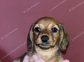 1 female Daxipoo left