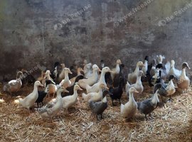 Farm yard ducks for sale beautiful colours