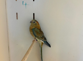 Hen Red Rump Parakeet