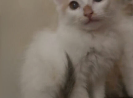 Calico girl