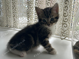 Adorable Kittens (Can be delivered)