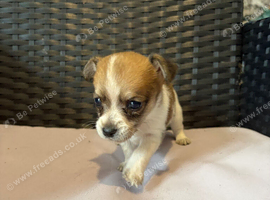 1 Jack Russell x Chihuahua