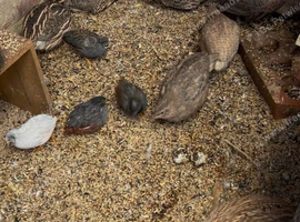 ZAB Quail laying eggs