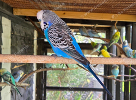 X20 Budgies for sale