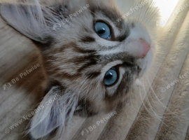 Seal Lynx Bicolour Ragdoll